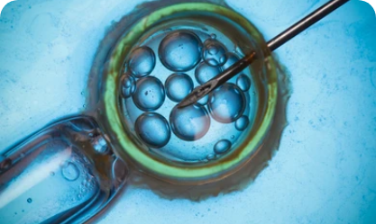 Invitro Fertilisation (IVF)